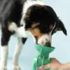 Gourde pour chien avec distributeur d’eau - Large (65 cl) Vert - Springer