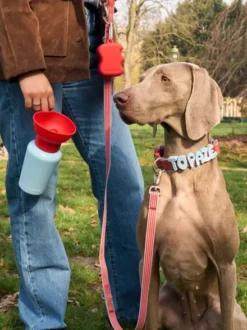 Gourde Springer Flip Dog - Ed. Limitée Cherry Sky - Springer