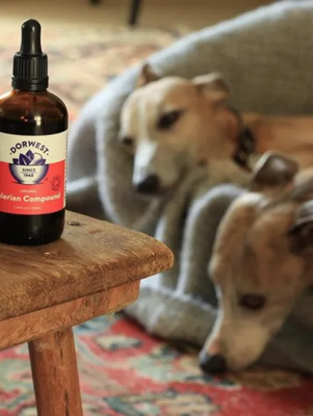 Gouttes de Valériane Dorwest - Anti-stress pour chien et chat
