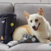 Grand jouet d'occupation pour chien - Hide-a-Raccoon