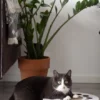 Griffoir en carton pour chat - Rond blanc