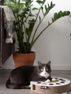 Griffoir en carton pour chat - Rond blanc