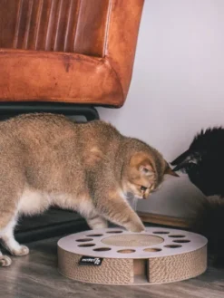 Griffoir en carton pour chat - Rond blanc
