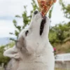 Gâteau pour chien Doggie Pizza 🍕 – Cooka's Cookies
