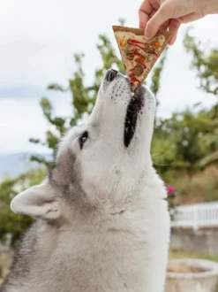 Gâteau pour chien Doggie Pizza 🍕 – Cooka's Cookies
