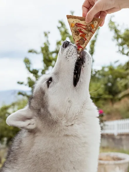 Gâteau pour chien Doggie Pizza 🍕 – Cooka's Cookies