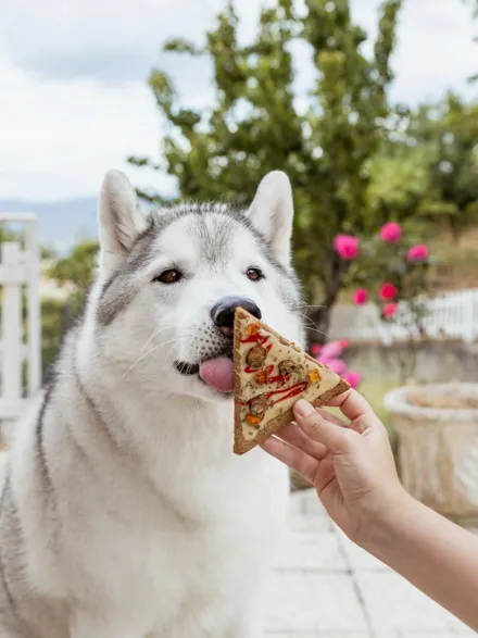 Gâteau pour chien Doggie Pizza 🍕 – Cooka's Cookies