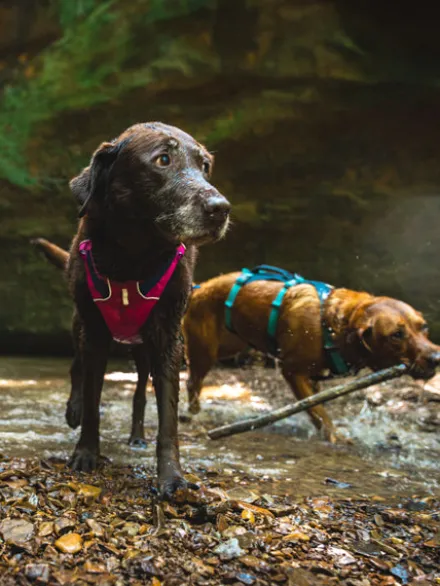 Harnais avec poignée Ruffwear - Flagline - Alpenglow Pink