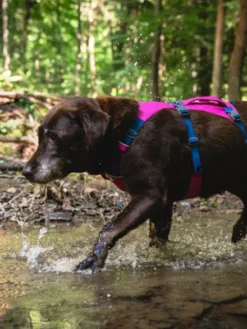 Harnais avec poignée Ruffwear - Flagline - Alpenglow Pink