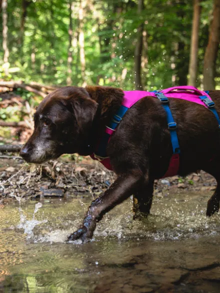 Harnais avec poignée Ruffwear - Flagline - Alpenglow Pink