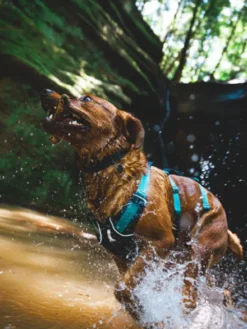 Harnais avec poignée Ruffwear - Flagline - Basalt Gray