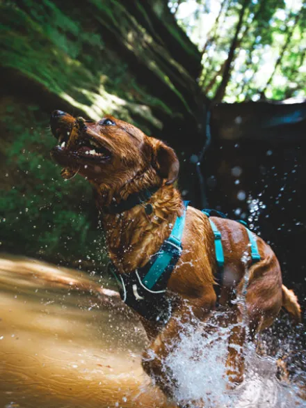 Harnais avec poignée Ruffwear - Flagline - Basalt Gray