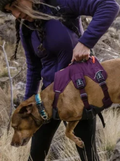 Harnais avec poignée Ruffwear - Webmaster - Purple Rain