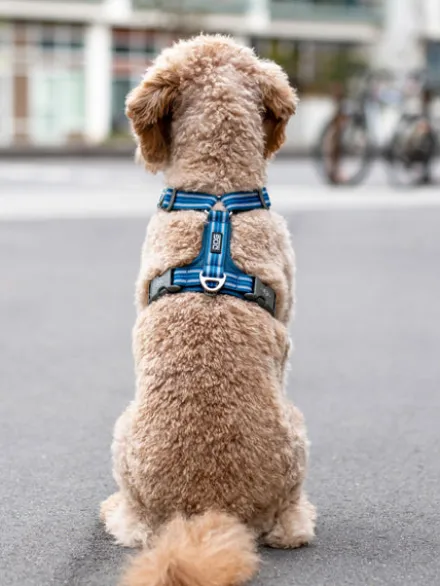 Harnais Bleu pour chien - Comfort Walk Air 3.0 - DOG Copenhagen
