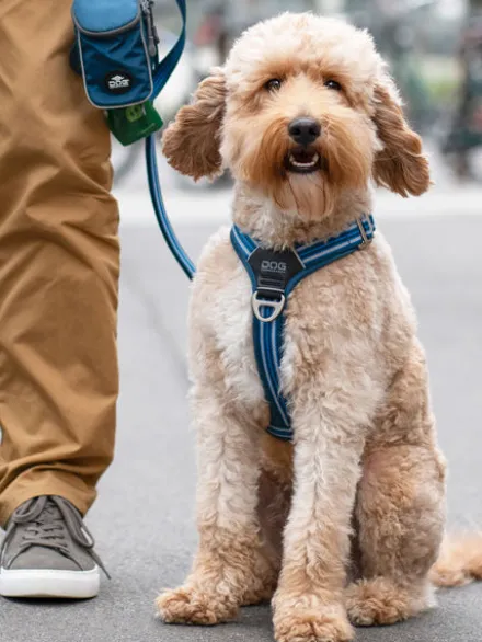 Harnais Bleu pour chien - Comfort Walk Air 3.0 - DOG Copenhagen