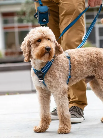 Harnais Bleu pour chien - Comfort Walk Air 3.0 - DOG Copenhagen