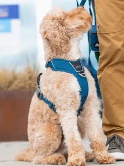 Harnais Bleu pour chien - Comfort Walk Pro 3.0 - DOG Copenhagen