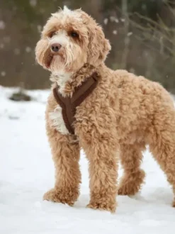 Harnais en H pour chien - Sherpa Marron - Furlou