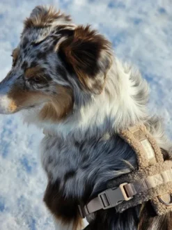 Harnais en H pour chien - Sherpa Sand - Furlou