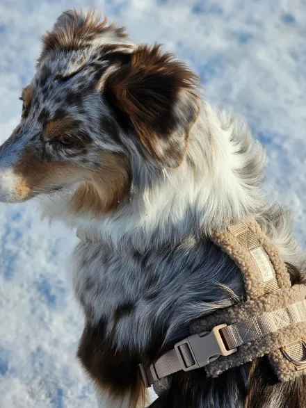 Harnais en H pour chien - Sherpa Sand - Furlou