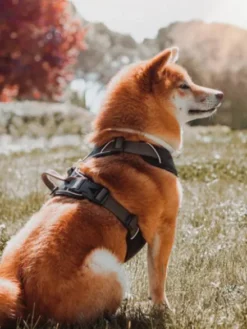 Harnais Noir pour chien - Comfort Walk Pro 3.0 - DOG Copenhagen
