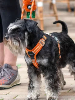 Harnais Orange pour chien - Comfort Walk Air 3.0 - DOG Copenhagen