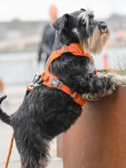 Harnais Orange pour chien - Comfort Walk Pro - DOG Copenhagen