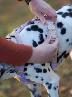 Harnais original pour chien motif Sunshower - Woolly Wolf
