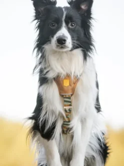 Harnais original pour chien motif Cloudbeam - Woolly Wolf