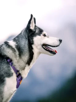 Harnais original pour chien motif Northern Lights - Woolly Wolf