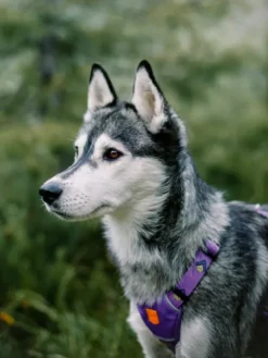Harnais original pour chien motif Northern Lights - Woolly Wolf