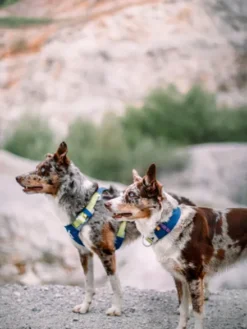 Harnais pour chien Alpha 360 - Deep teal Mix - Woolly Wolf
