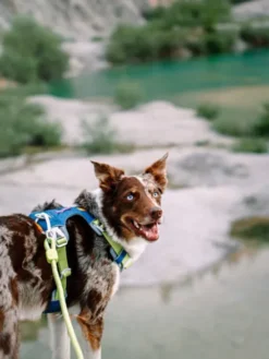 Harnais pour chien Alpha 360 - Deep teal Mix - Woolly Wolf