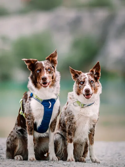 Harnais pour chien Alpha 360 - Deep teal Mix - Woolly Wolf