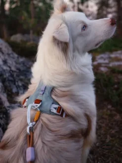 Harnais pour chien Alpha 360 - Glacier Green Mix - Woolly Wolf