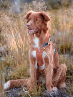 Harnais pour chien Alpha 360 - Terracotta Mix - Woolly Wolf