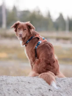 Harnais pour chien Alpha 360 - Terracotta Mix - Woolly Wolf