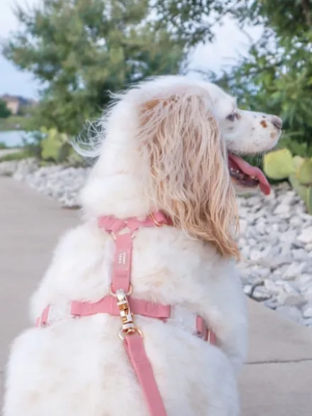 Harnais pour chien Cloud Lite - Rose Parfait - Shop Sunny Tails