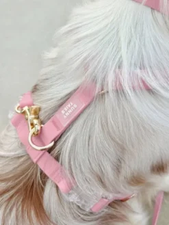 Harnais pour chien Cloud Lite - Rose Parfait - Shop Sunny Tails