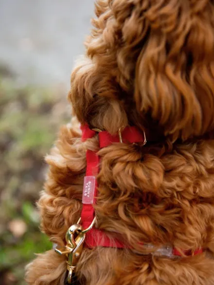 Harnais pour chien Cloud Lite - Cherry - Shop Sunny Tails