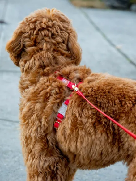 Harnais pour chien Cloud Lite - Cherry - Shop Sunny Tails