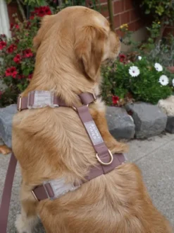 Harnais pour chien Cloud Lite - Espresso - Shop Sunny Tails