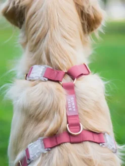 Harnais pour chien Cloud Lite - Mûre - Shop Sunny Tails