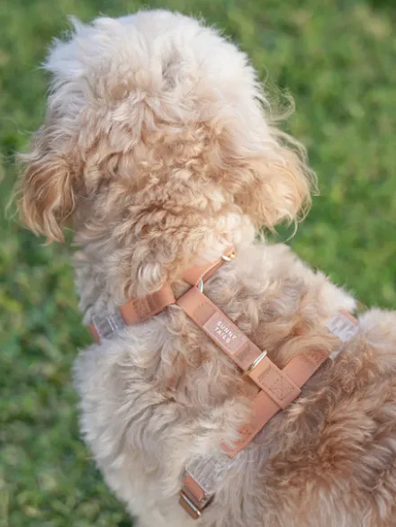 Harnais pour chien Cloud Lite - Chai - Shop Sunny Tails