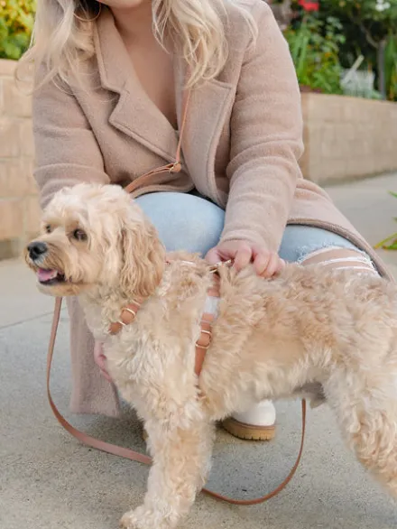 Harnais pour chien Cloud Lite - Chai - Shop Sunny Tails