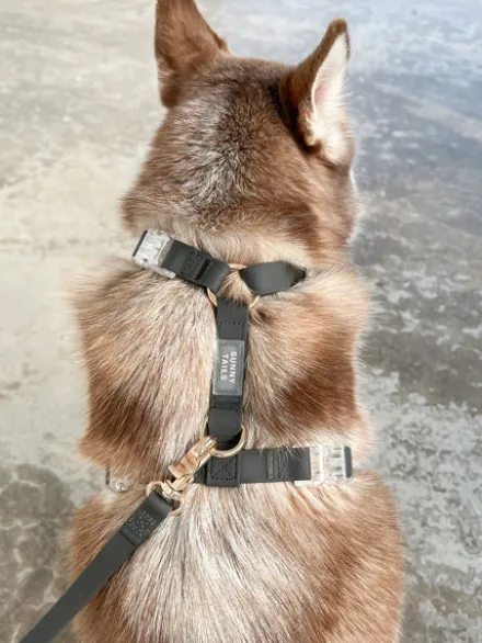 Harnais pour chien Cloud Lite - Noir - Shop Sunny Tails
