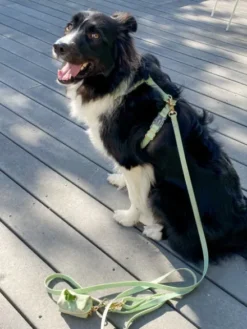 Harnais pour chien Cloud Lite - Pistache - Shop Sunny Tails
