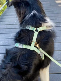 Harnais pour chien Cloud Lite - Pistache - Shop Sunny Tails
