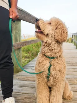 Harnais pour chien Cloud Lite - Vert forêt - Shop Sunny Tails