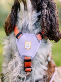 Harnais pour chien - Color Block Salmon Pink - Woolly Wolf